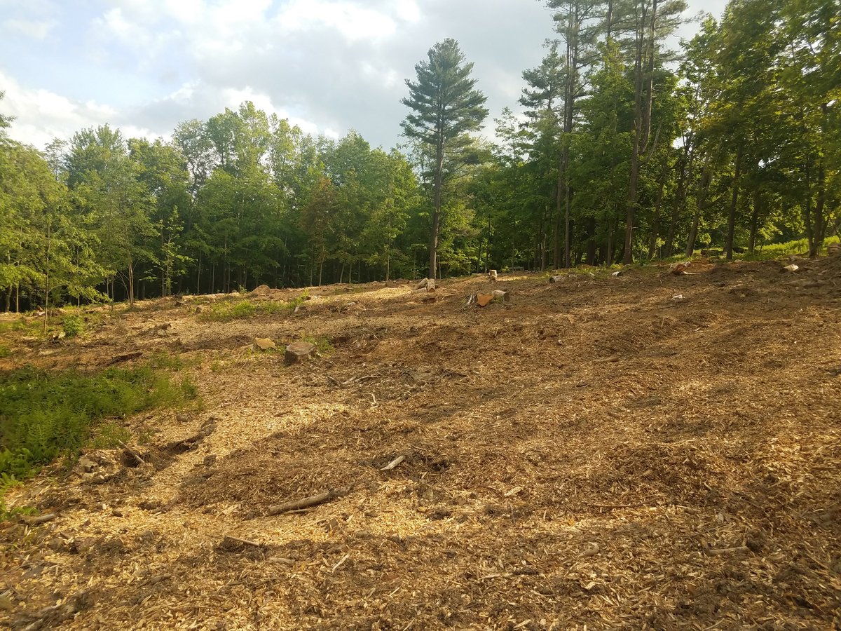 Dense forest brush cleared