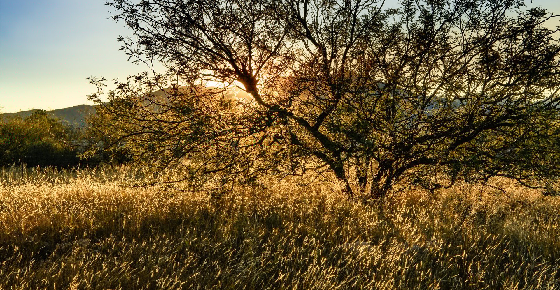Mesquite tree and sunset Texas landscape