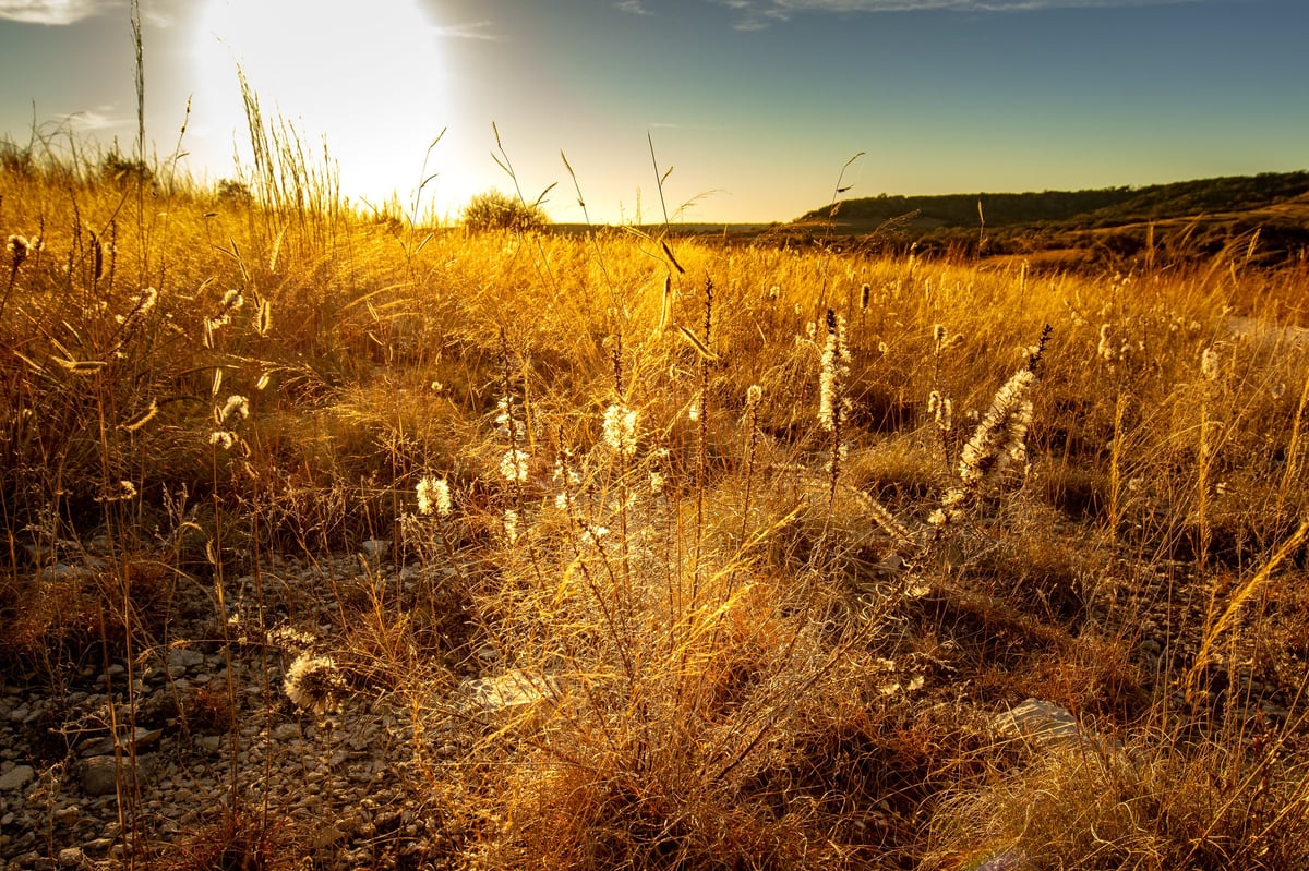 Cleared land Texas pasture