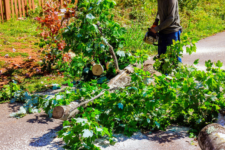 Person operates chainsaw to cut large tree trunk in road after hurricane surrounded by green leaves